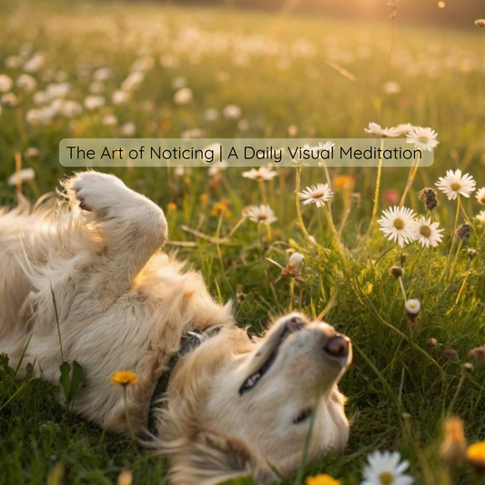 The Art of Noticing - A Daily Visual Meditation | August 1, 2026