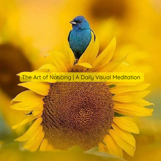 The Art of Noticing - A Daily Visual Meditation | August 2, 2026