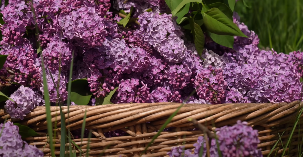 A Simple Living Approach to Picking and Preserving Lilacs Video