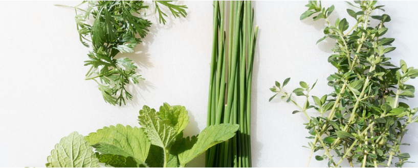 how to preserve herbs